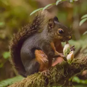 lactating female Tamiasciurus douglasii (Douglas's squirrel), eating young cones of Douglas Fir