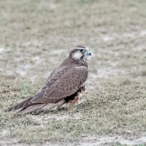Falco Jugger in Tal Chapar Wildlife Sanctuary