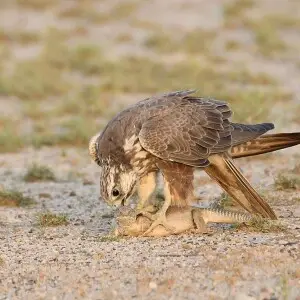 A juvenile Laggar Falcon is feeding on a just caught Spiny-tailed Lizard in Desert National Park, Rajasthan.