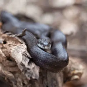 large black rat snake