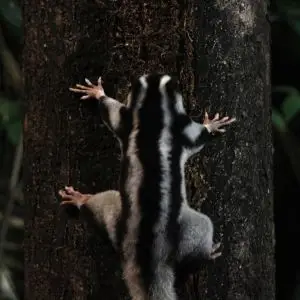 Larger sugar-junkie striped possum (Dactylopsila trivirgata)