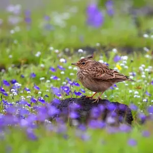 Lark @ world famous Kaas Plateau in Satara, India. These flowers bloom in monsoon season only. Most of them are endangered.