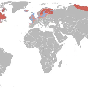 Combined world distribution map of Herring Gull Larus argentatus (Europe), American Herring Gull Larus smithsonianus (North America), and Vega Gull Larus vegae (E Asia), based on data from "Handbook of the birds of the world" by del Hoyo et al.   Aire de 
