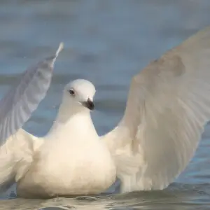 Iceland Gull Larus glaucoides, Bluffer's Park, Toronto, Canada. A first winter individual, taking a bath. Note the pale colour, dark bill, and lack of black near tips of wings.