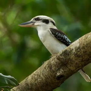Laughing Kookaburra - Cairns - Queensland_S4E7459