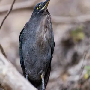 This is a Lava Heron, photographed on the Gal?pagos Islands. Photograph by Anne Dirkse, http://www.annedirkse.com