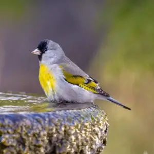 Lawrence’s Goldfinch