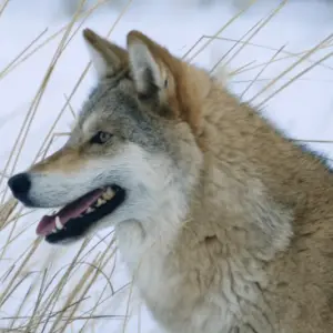 Screenshot of behind the scenes promotional video of Wolf Totem