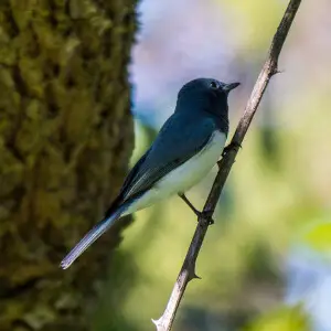 The Leaden flycatcher, (Myiagra rubecula), is an infrequent visitor to the open forests of 7th Brigade Park.