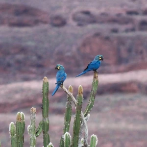 Lear's Macaw photo