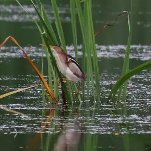 Least Bittern (Ixobrychus exilis)