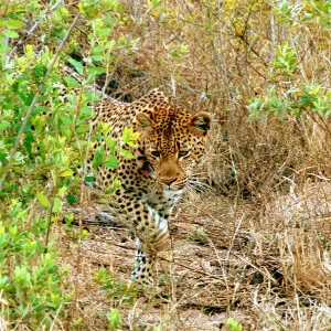 a leopard in the Krugerpark