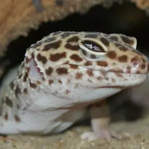Leopard Gecko (Eublepharis Macularius), Amazonia, Great Yarmouth