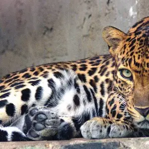 o Leopardo ? um participante da fam?lia Pantherinae