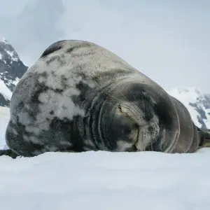 Weddell Seal photo