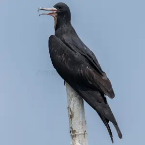 Lesser Frigatebird - Jakarta Bay_MG_5563