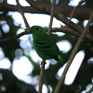 lesser green broadbill