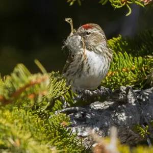 Lesser Redpoll Acanthis cabaret female carrying nest material- Aosta Valley - Italy_S4E3118