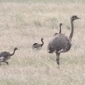 Darwin's Rhea