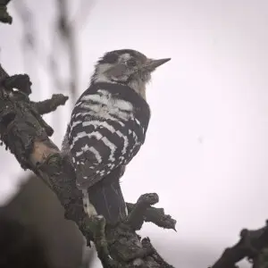 Lesser spotted woodpecker (Dryobates minor)female perched on a branch.

Samica dzi?cio?ka (Dryobates minor) siedz?ca na ga??zi.