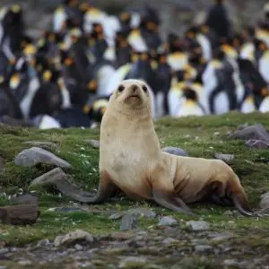 Leucistic Antarctic Fur Seal
