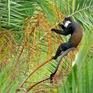 L'Hoest Monkey (Cercopithecus lhoesti)