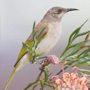 Brown Honeyeater (Lichmera indistincta), Mount Molloy, Queensland, Australia