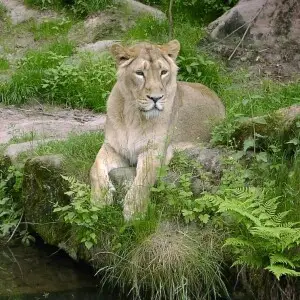 This picture shows an asian lion (female) (Panthera leo perisca).