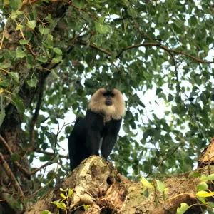 Lion Tailed Macaque at Mysore Zoo