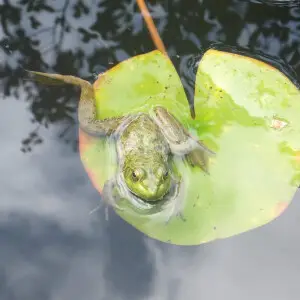 American bullfrog (Lithobates catesbeianus) frog in a pond in Isuien, Nara