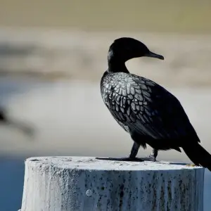Little Black Cormorant, East Perth, 2010.