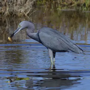 Little Blue Heron 2014 03 03_3437_edited-1