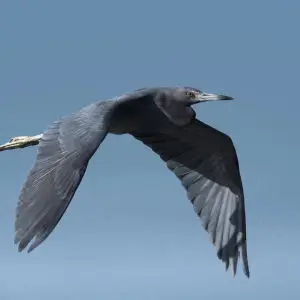 little blue heron in flight, bunche beach