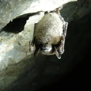 Little brown bat affected by White-nose Syndrome
