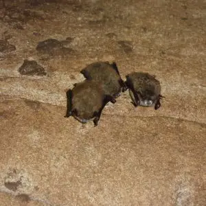 Little brown bats with white-nose syndrome, Trigg Co., KY