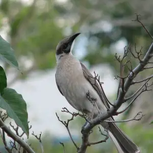 I think this Little Friarbird was just as curious about me as I was about him. (Philemon citreogularis)

Photographed in West Gladstone