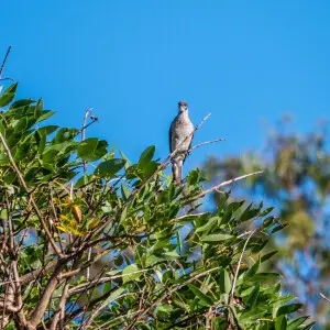 The Little friarbird (Philemon citreogularis), is the smallest, quietest and least quarrlesome of the friarbirds.  It is common year round in 7th Brigade Park, Chermside.