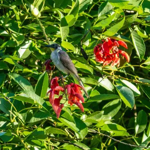 The Little friarbird (Philemon citreogularis), is the smallest, quietest and least quarrlesome of the friarbirds.  It is common year round in 7th Brigade Park, Chermside.
