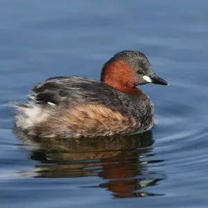 Little Grebe (or Dabchick), Tachbaptus ruficollis, at Marievale, Nature Reserve, Gauteng, South Africa