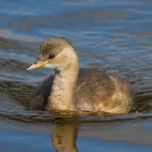 Little Grebe (Tachybaptus ruficollis)