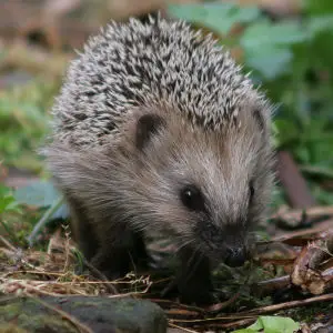 Little Hedgehog Adventure