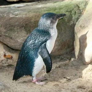 Little Penguin 2