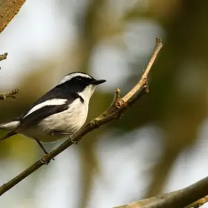 Clicked at kaziranga National Park, Assam, India