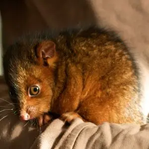 Little Ring Tail Possum