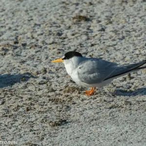 Little Tern - Algarve - Portugal  CD5A5639