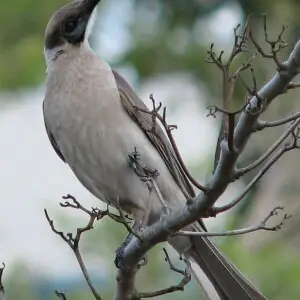 Little Friarbird, one of more than 210 bird species found at Lake Awoonga, Central Queensland