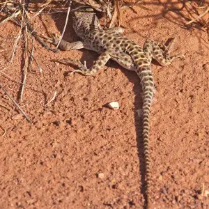 LIZARD, LONG-NOSED LEOPARD (Gambelia wislizenii) (10-2-2016) poison springs canyon, garfield co, ut -02