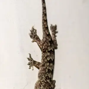 this is an image of a house lizard
