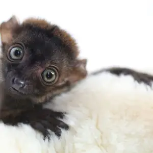 Blue-Eyed Black Lemur Photo