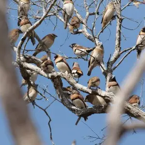 A flock of Chestnut-breasted Mannikins near Mareeba, Queensland, Australia.